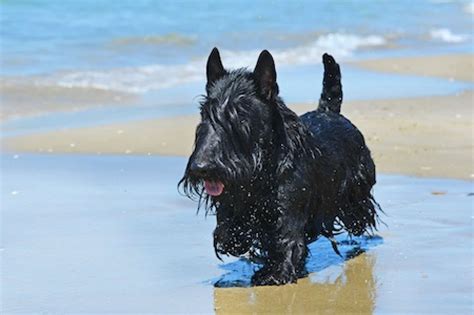 Scottish Terrier Ultimate Guide Health Personality And More