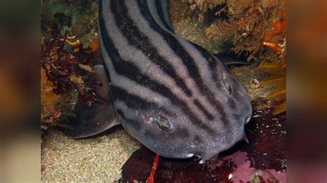 Poroderma Africanum Pyjama Shark Striped Catshark