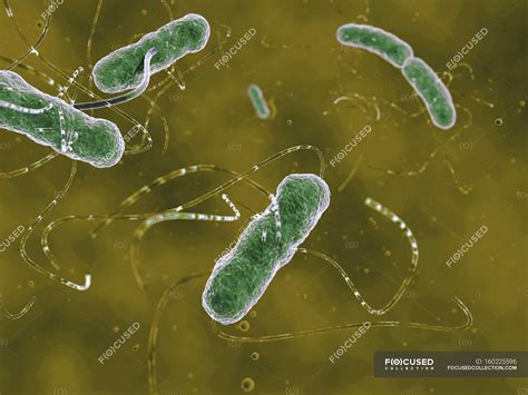 Escherichia Coli Pathogenic Bacteria Organisms Illustration Stock