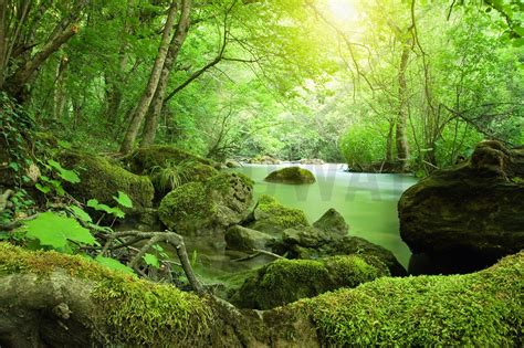 River In The Forest Wall Mural And Photo Wallpaper