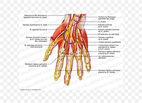Nerve Blood Vessel Finger Hand Muscle Png 600x600px Watercolor