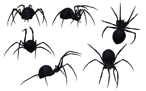 Spider Png Image Spider Black Widow Spider Spider Drawing