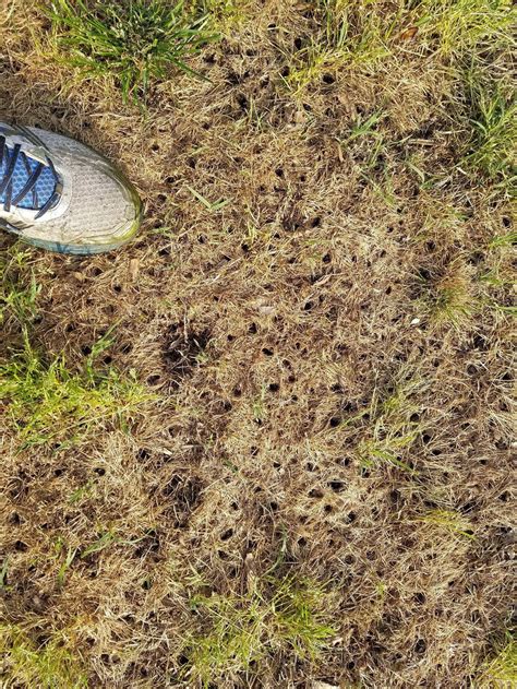 A Large Portion Of My Lawn Died Last Weekend Now These Holes Have Appeared Whatisthisthing