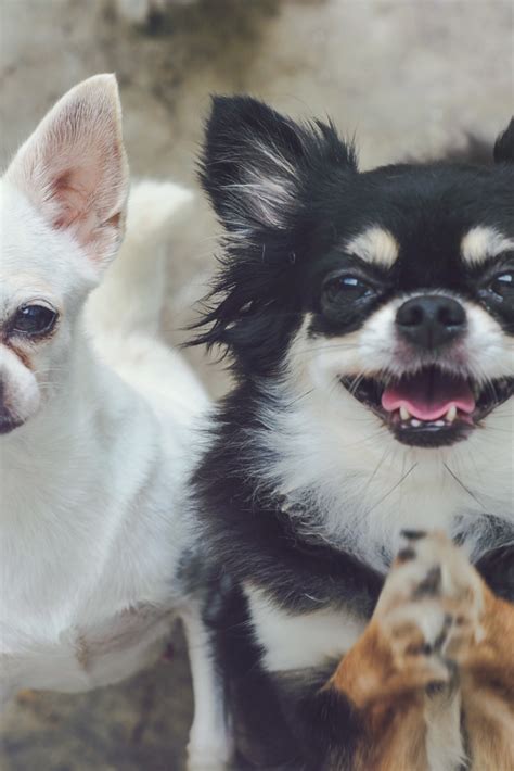 Chihuahuas Of Two Adorable White Short Hair And Black Tan Cream Long