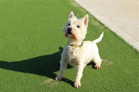 Rescue Dog West Highland White Terrier Leo Dogs Trust Rescue