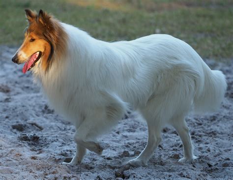 The White Collie