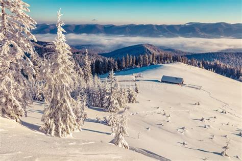 Sunny Winter Morning In Mountain Forest Stock Image Image Of Frost