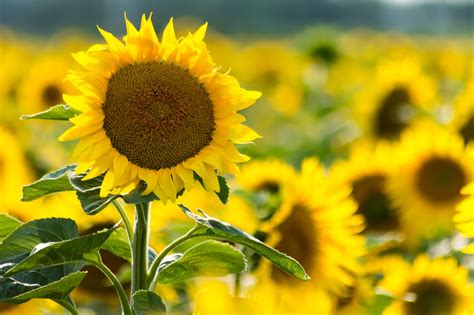 Sunflower By Szabó István 500px Sunflower Deviantart Flora