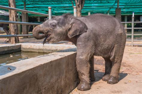 Young And Cute Asian Elephant Calf Or Baby Elephant In Thailand Asia
