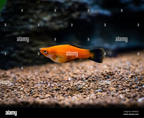 Neon Blue Platy Fish Hi Res Stock Photography And Images Alamy
