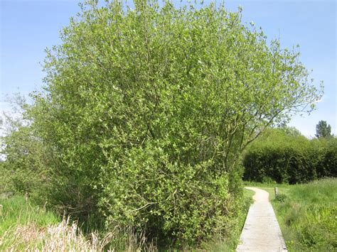 willows tree guide uk willow trees identification