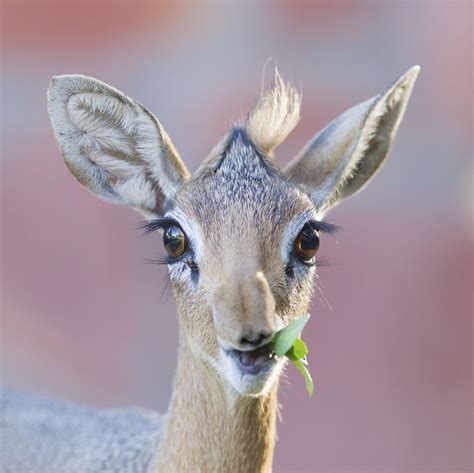 11 Delightful Facts About Dik Diks That Will Make Them Your New