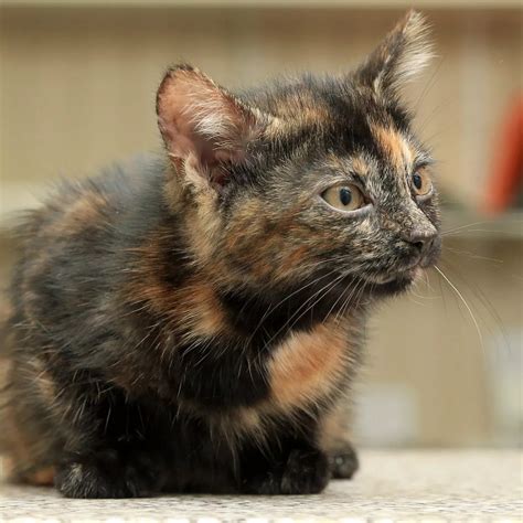 How Much Is A Male Tortoiseshell Cat Worth Rongeg
