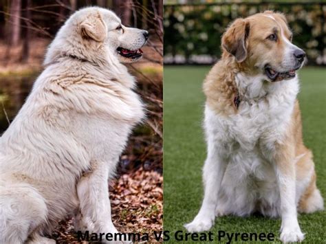 Maremma Vs Great Pyrenees The Differences Greenerpets