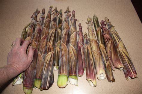 Identifying Harvesting And Cooking Bamboo Ecofarming Daily
