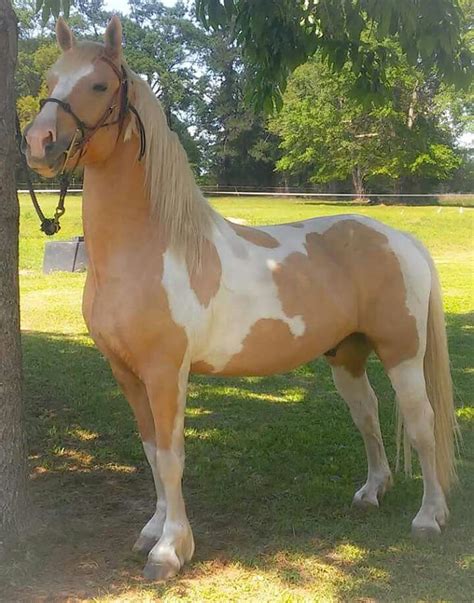 Spotted Draft Horses Animals My Love