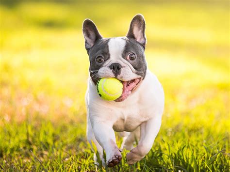 She has a very strong grip on things, even if she needs to jump into the air to get them. French Bulldogs: Why Are They Becoming Popular? | UK Pets