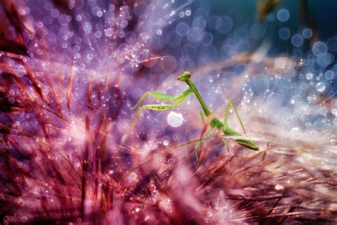 Exquisite Macro Photos Reveal The Miniature World Of Insects