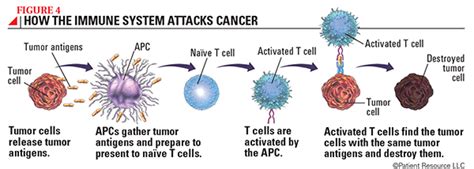 Facing Cancer Understanding The Immune System Society For