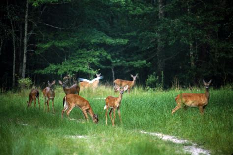 How To Hunt Whitetail Deer In Each Phase Of The Rut Laptrinhx News