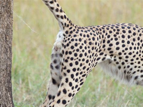 Leopard And Cheetah Scent Marking Strategies Revealed • Cheetah
