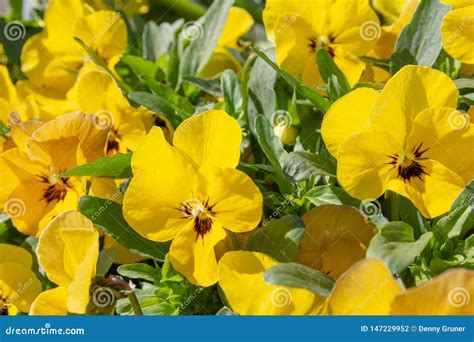 Bright Vivid Yellow Pansies In A Garden Stock Photo Image Of Flowers
