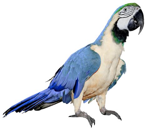 Parrot Png Images Free Download Transparent Image Download Size