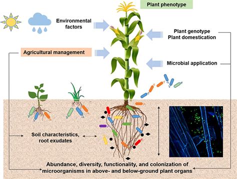 Microbial Inoculants Attra Sustainable Agriculture