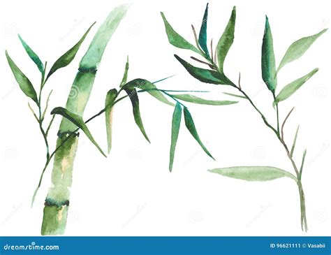 Watercolor Bamboo Illustration Stock Vector Illustration Of Botanical