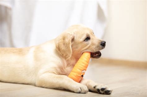 Mini Golden Retriever 6 Things To Know Before Buying Perfect Dog Breeds