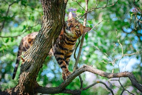 Bengal Cat Walks Along The Trunk Of A Lilac Tree And Rubs Against A