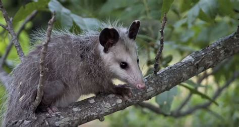 About Opossum Appearance Biology Life Cycle Habitat Diet Behavior