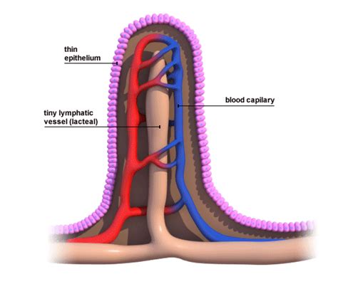 Small Intestine Digestive System
