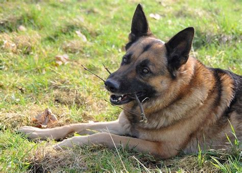 Most pet experts agree that fresh food is one of the best options, and nomnomnow is the company to trust. 5 Best Dog Foods For German Shepherds: Only the Best for GSDs!