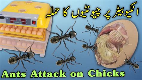 Ants Attack In Incubator Ants Attacks On Chicks Ants In Incubator