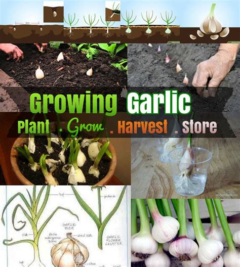 Diy Growing Garlic 5 How To Grow Garlic Step By Step 1how To Sow