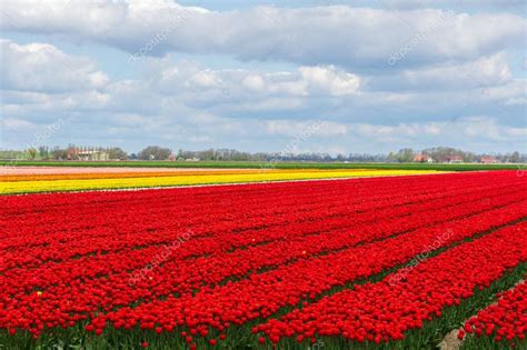 Primavera los campos de tulipanes en Holanda, flores de colores en