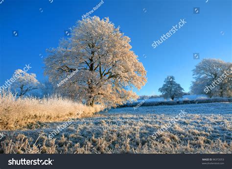 Hoar Frost On Tree Sunrise Cotswolds Stock Photo 96372053