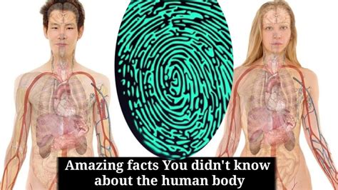 Amazing Human Body Facts You Didnt Know About The Human Body Youtube