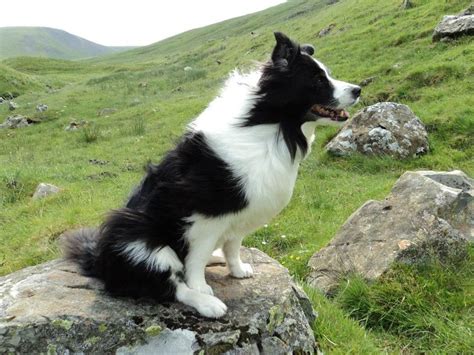 Border Collie Right At Home In The Scottish Borders Border Collie
