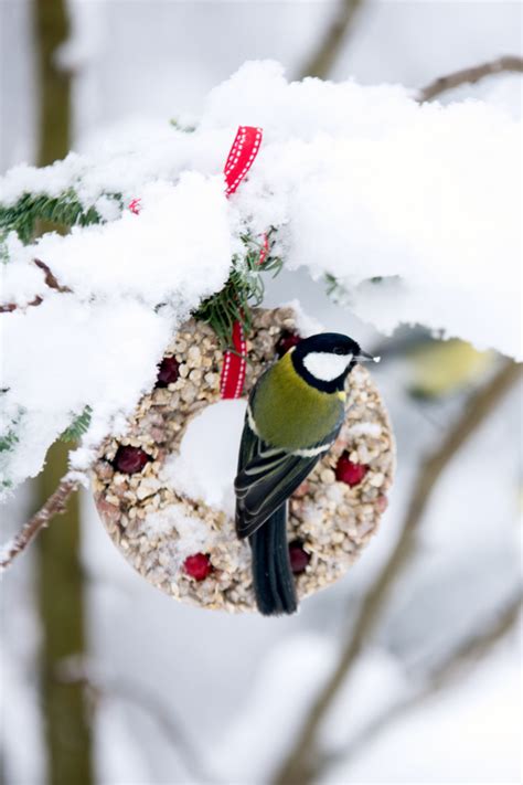 How To Best Feed Birds In The Winter Our Top Winter Bird Feeding Tips