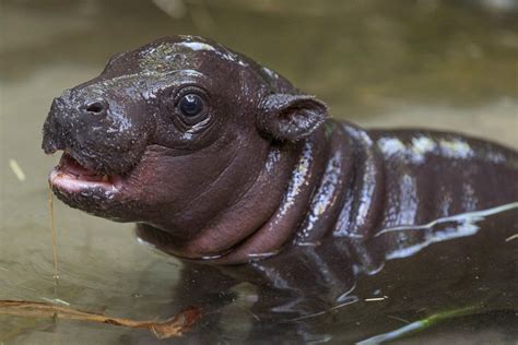 Endangered Pygmy Hippo Born At Zoo For First Time In Over 30 Years