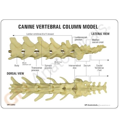 Canine Spine Anatomical Model