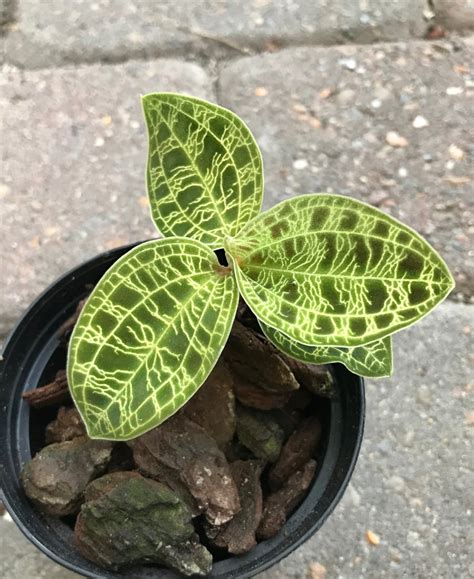 Luffa acutangula) merupakan buah dalam kategori sayuran hijau. Macodes petola, 1 skott - Orchidéhuset