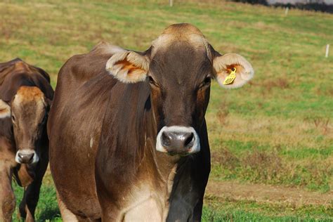 meet the cows a guide to dairy cow breeds new england dairy