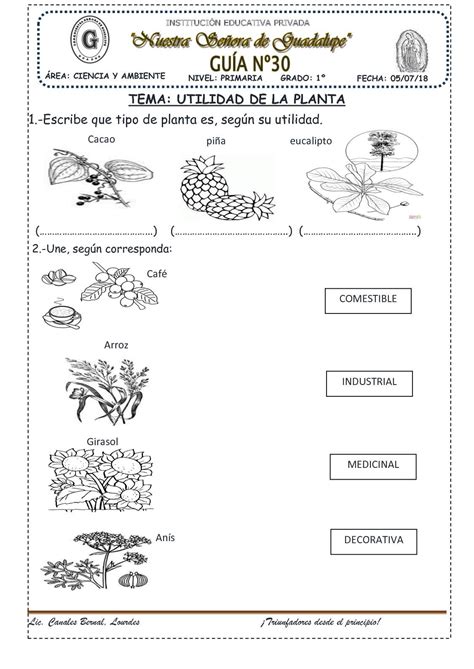 Utilidad De La Planta Ii 30 Utilidad De Las Plantas Clasificación