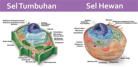 Contoh soal struktur sel hewan. Struktur Dan Fungsi Ribosom Pada Sel Hewan