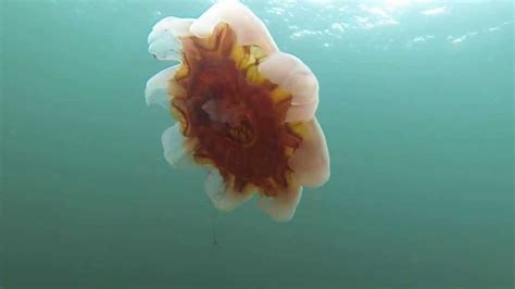 Lions Mane Jellyfish Bell With No Tentacles Youtube