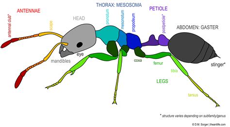 Ant Anatomy The Myrmecologist