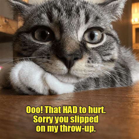 Sorry Lolcats Lol Cat Memes Funny Cats Funny
